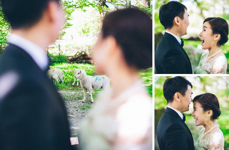 wedding sheep