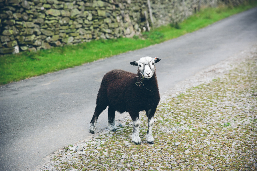 herdy sheep cumbria