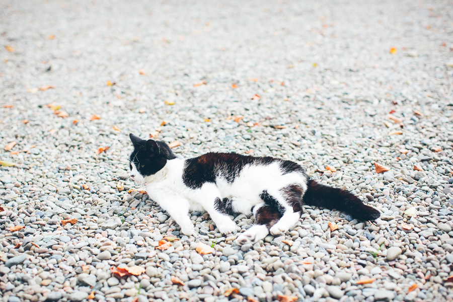 cat at a wedding