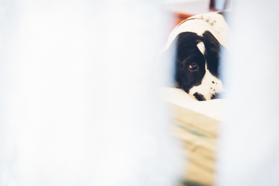 Dog Wedding