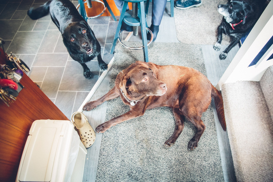 Dogs at Wedding