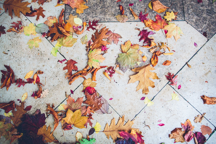 Autumn Leaves - Beecham Photography